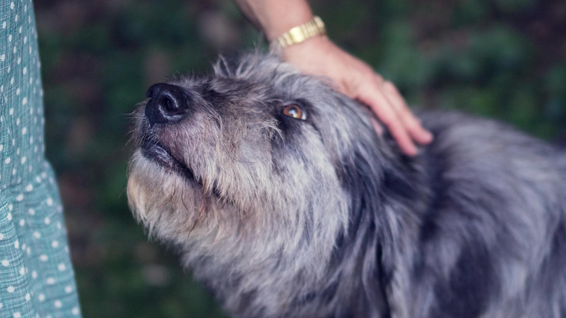 La Dieta Barf en perros Senior