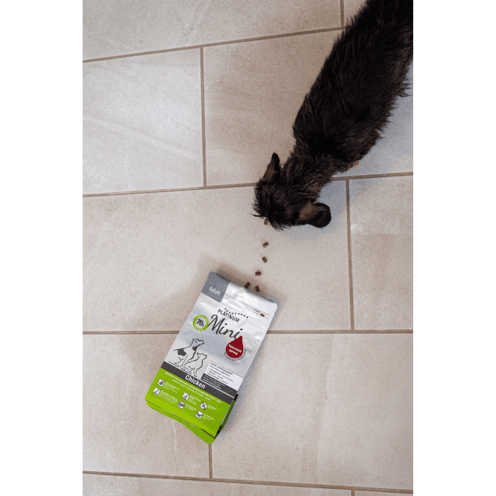 Perro pequeño comiendo croquetas de Platinum Adult Chicken, con saco de pienso y croquetas dispersas en el suelo.