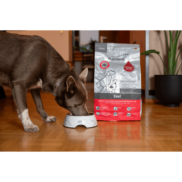 Perro adulto comiendo de un cuenco con saco de pienso Platinum Adult Beef al fondo, 70% carne fresca de res.