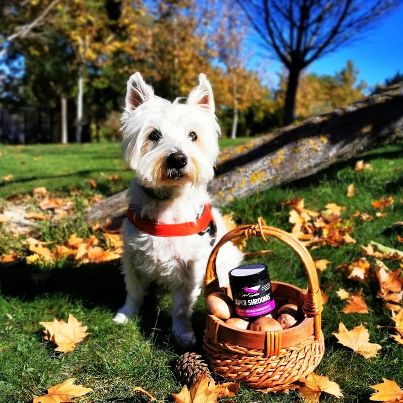 Super Snouts Super Shrooms – Regula y Refuerza el Sistema Inmune. Ayuda con alergias para Perros y Gatos (75g) 1