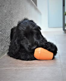 Perro de raza mediana jugando con un Juguete Conic Naranja en el suelo.