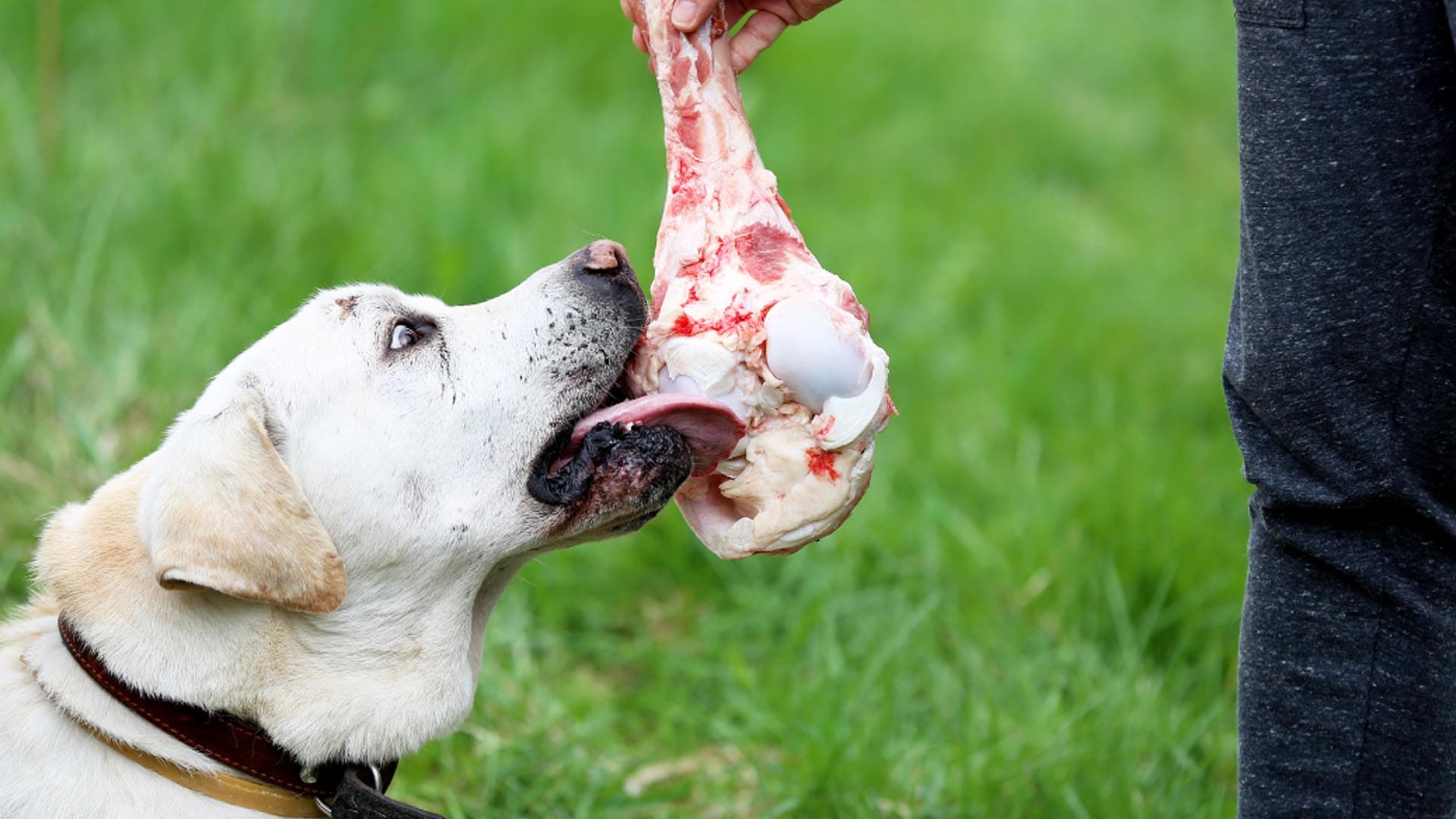 ¿Se pueden dar HUESOS a todos los perros y gatos?